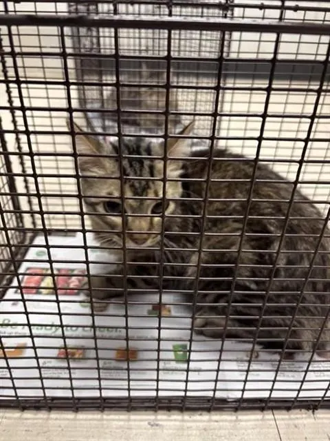 Adoptable Cat
