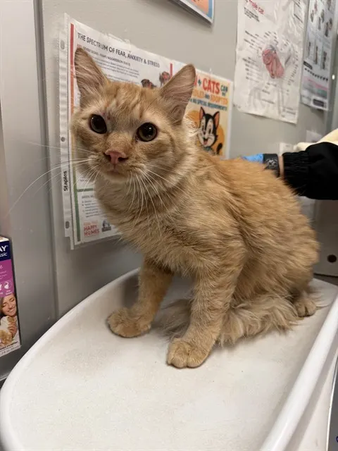 Adoptable Cat