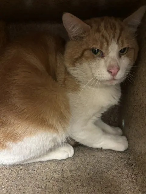 Adoptable Cat