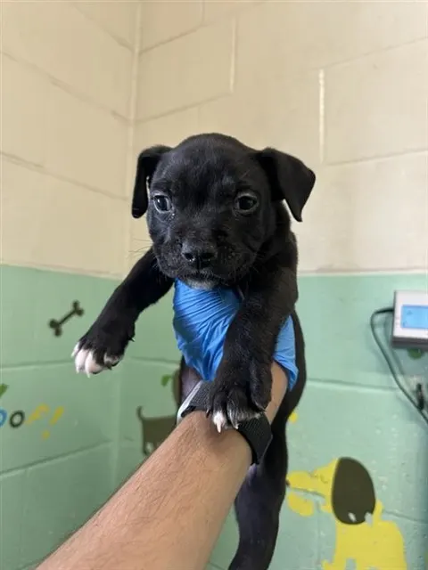 Adoptable Dog
