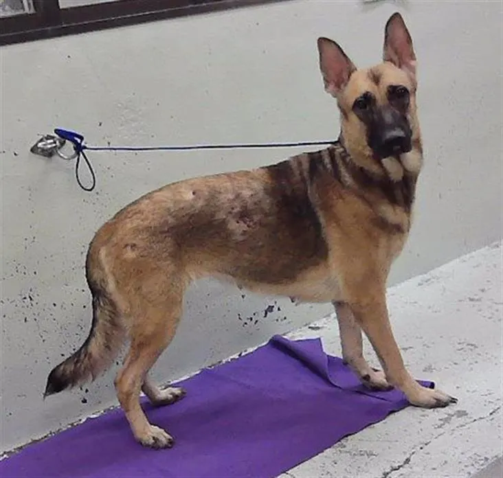 Adoptable Dog