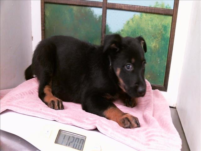 Adoptable Dog