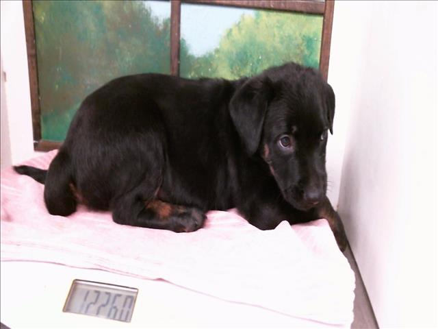 Adoptable Dog