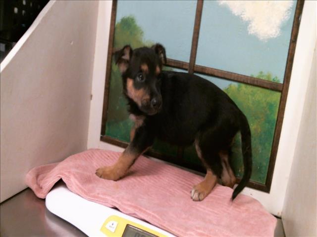 Adoptable Dog