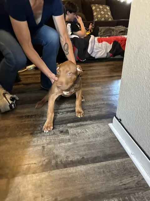 Peanut Butter