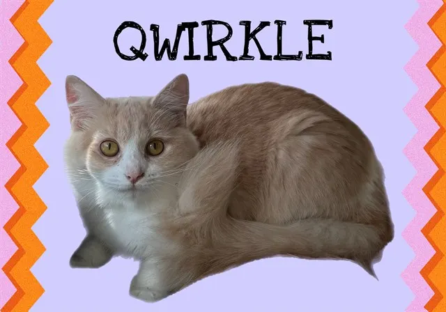Qwirkle