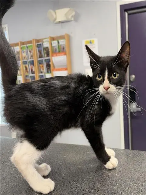 Adoptable Cat