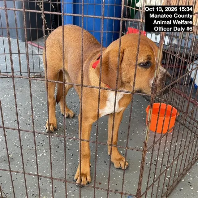 Adoptable Dog