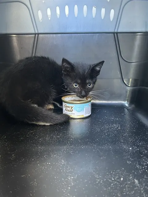 Adoptable Cat