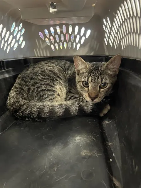 Adoptable Cat