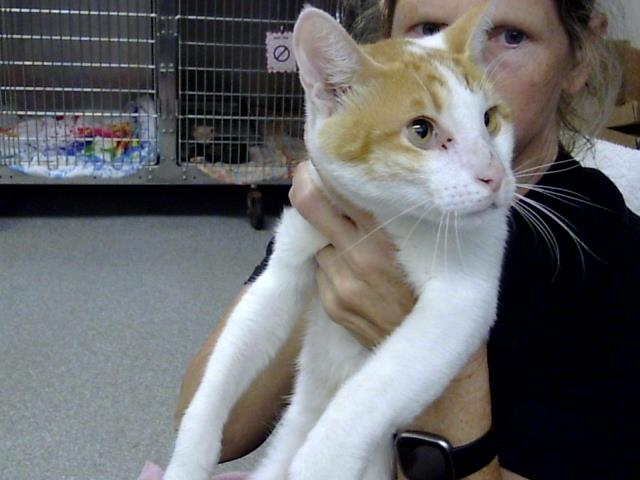 Adoptable Cat