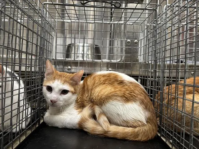 Adoptable Cat