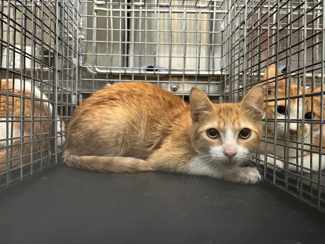Adoptable Cat