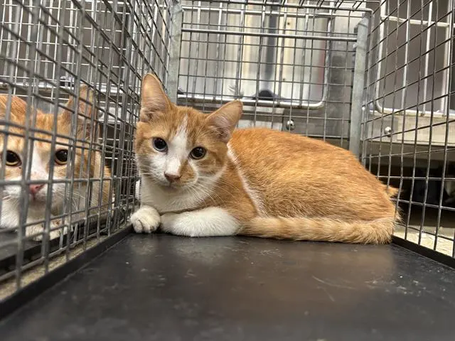 Adoptable Cat