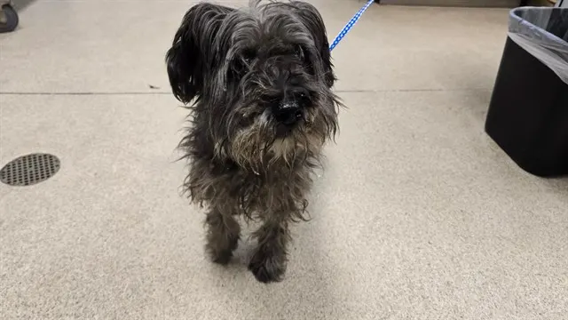 Pepper