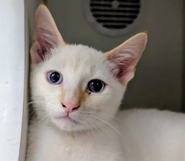 Adoptable Cat