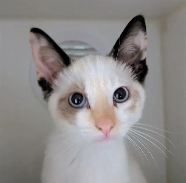 Adoptable Cat