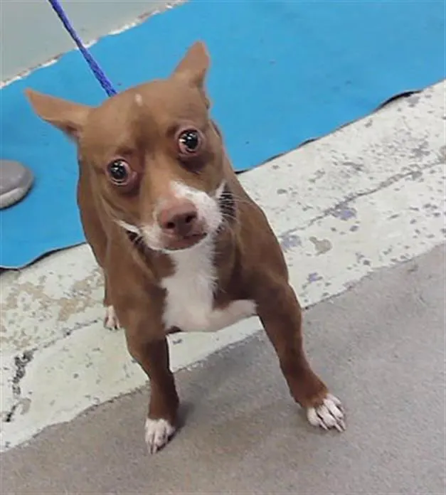 Adoptable Dog