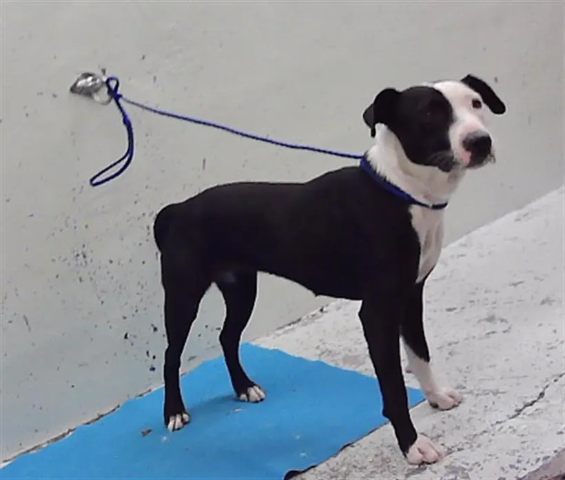 Adoptable Dog