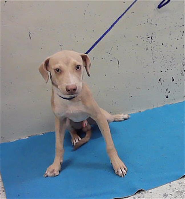 Adoptable Dog
