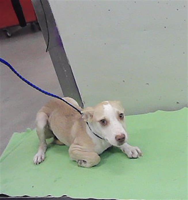 Adoptable Dog