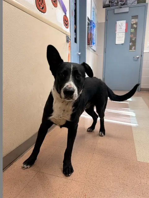 Adoptable Dog