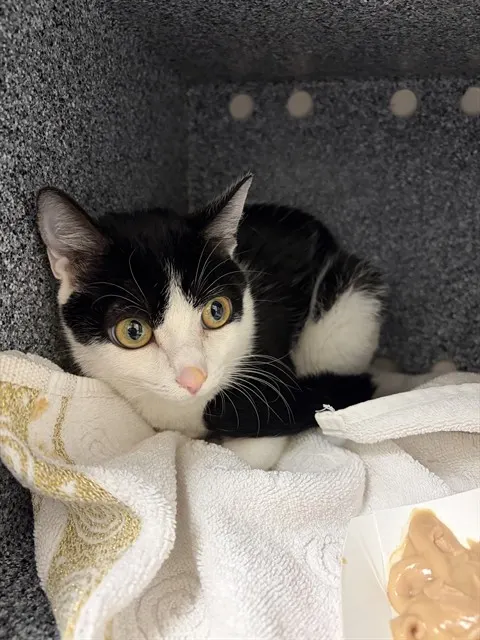 Adoptable Cat