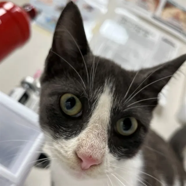 Adoptable Cat