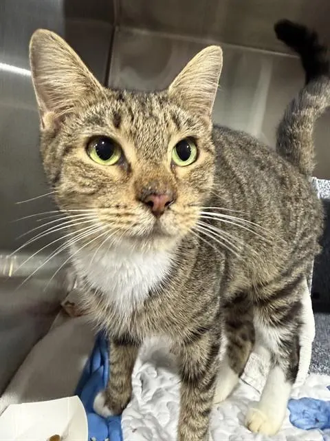 Adoptable Cat