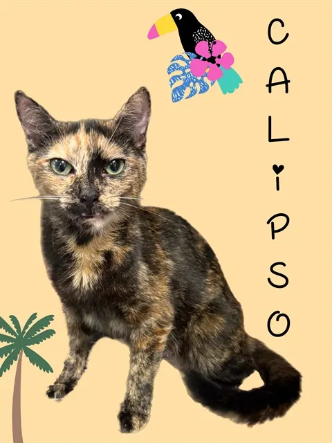 Calipso
