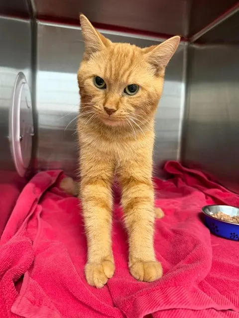 Fergus