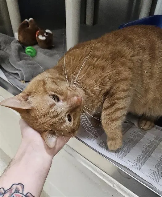 Winston