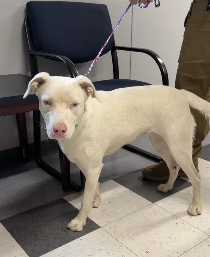 Adoptable Dog