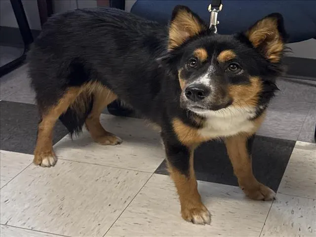 Adoptable Dog