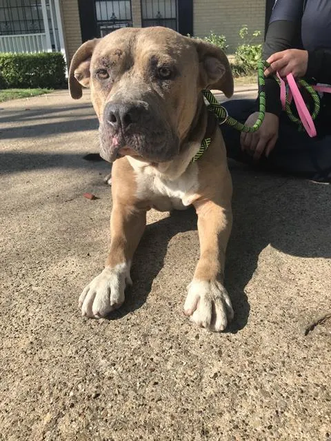 Diesel