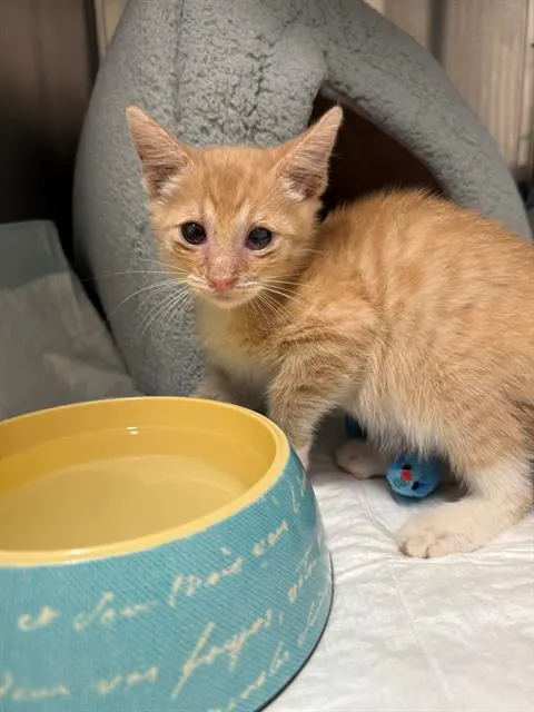 Baby Jon