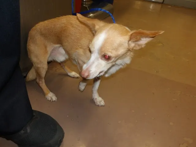 Adoptable Dog