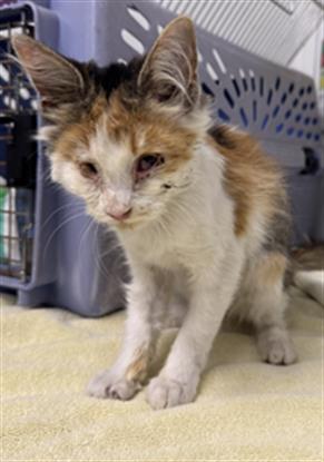 Adoptable Cat