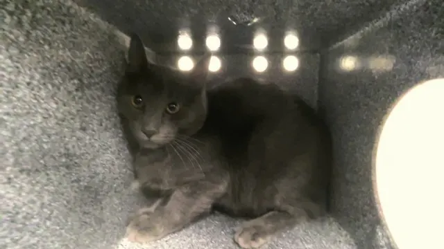Barn Cat Lebron