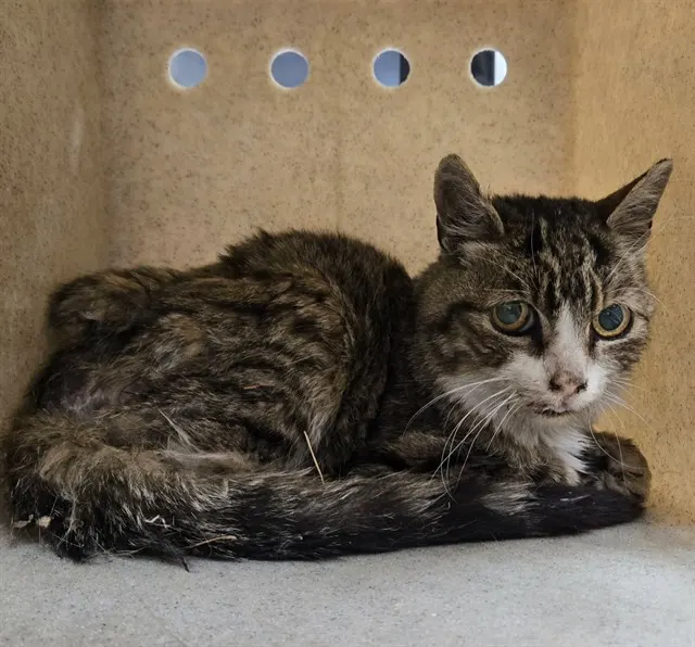 Adoptable Cat