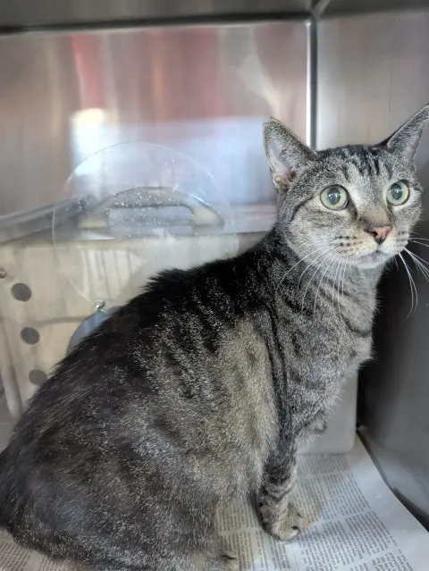 Adoptable Cat