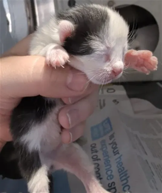 Adoptable Cat