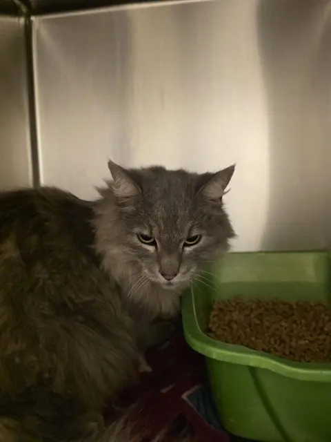 Adoptable Cat