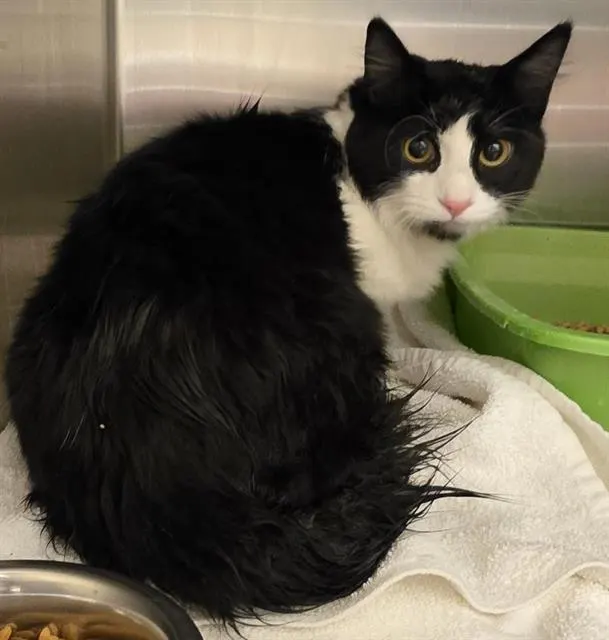 Adoptable Cat