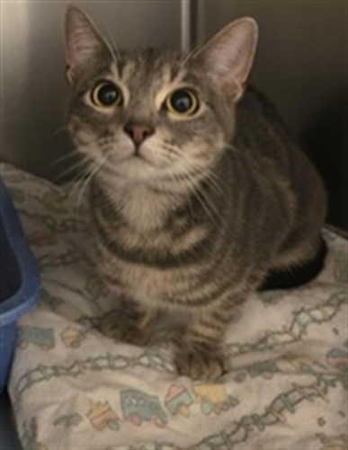 Adoptable Cat