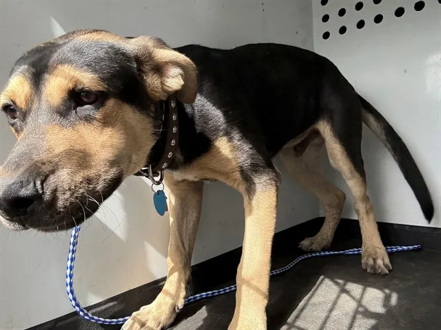 Adoptable Dog