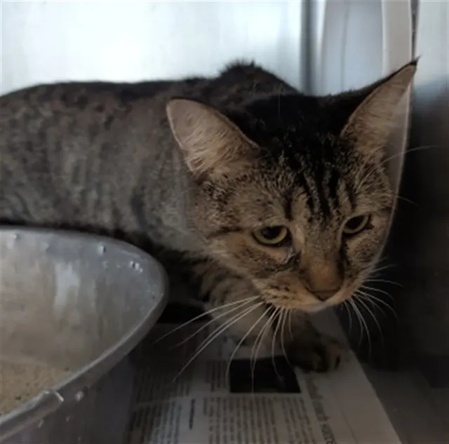 Adoptable Cat