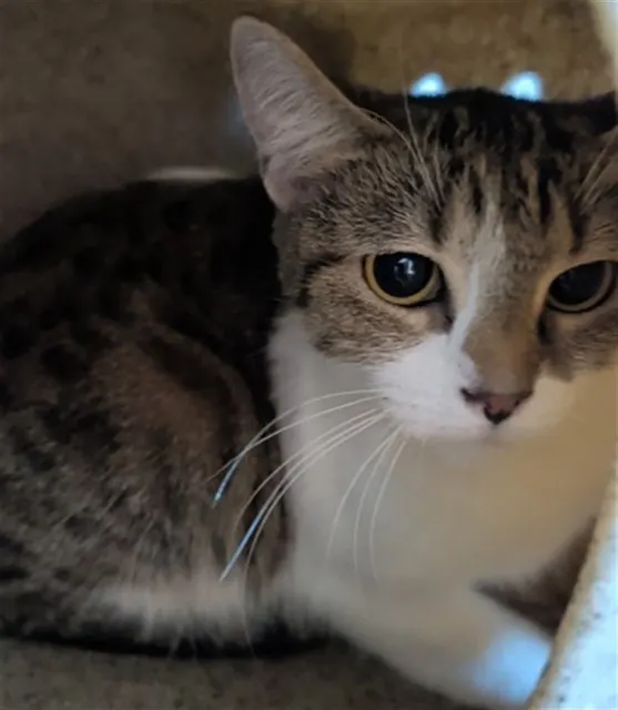 Adoptable Cat