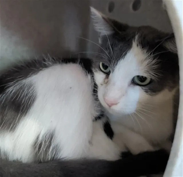 Adoptable Cat