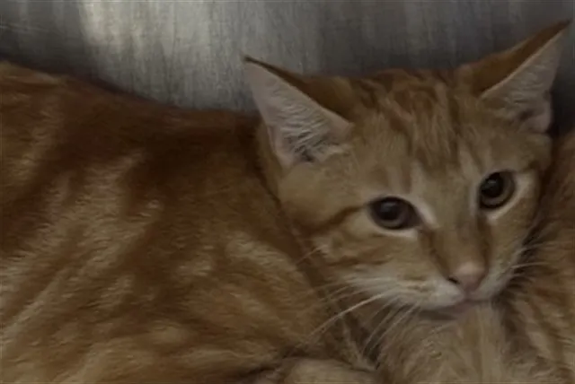 Adoptable Cat